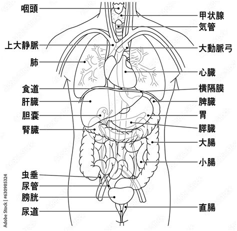 男人器官圖